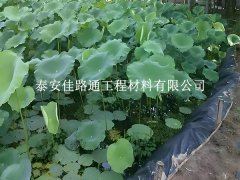 魚(yú)蝦養(yǎng)殖防滲膜為何選糙面？這些優(yōu)勢(shì)很關(guān)鍵