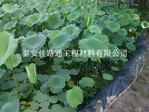 魚(yú)蝦養(yǎng)殖防滲膜為何選糙面？這些優(yōu)勢(shì)很關(guān)鍵